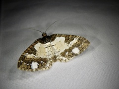 Melanthia procellata