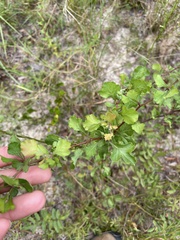 Crataegus flava
