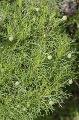 Euryops abrotanifolius