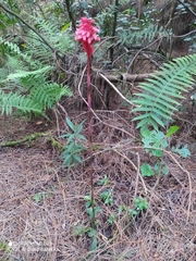 Stenorrhynchos albidomaculatum