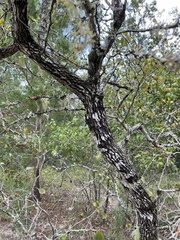 Crataegus flava