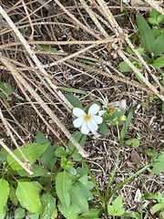 Bidens alba
