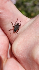 Catasarcus spinipennis