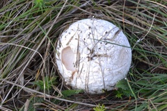 Lycoperdon utriforme