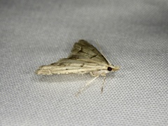 Diplopseustis perieresalis