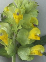 Rhinanthus serotinus