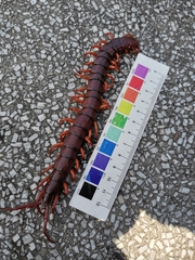 Scolopendra dehaani