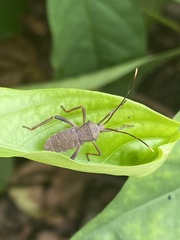 Mictis longicornis