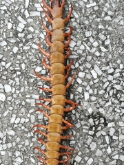 Scolopendra dehaani