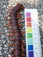Scolopendra dehaani
