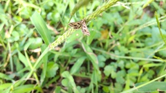 Diasemia