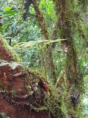 Davallia canariensis