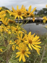 Helianthus grosseserratus