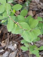Prunus spinosa
