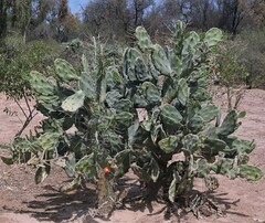 Opuntia quimilo