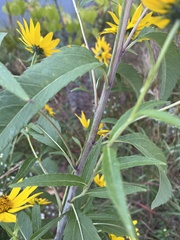Helianthus grosseserratus