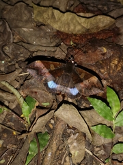 Ischyja manlia