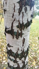 Betula pendula
