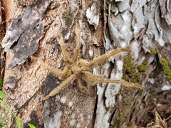 Omothymus violaceopes