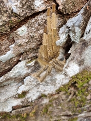 Omothymus violaceopes