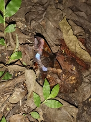Ischyja manlia