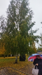 Betula pendula