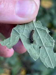 Evergestis rimosalis
