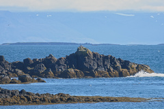Fratercula arctica