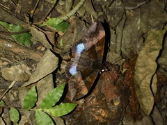 Ischyja manlia