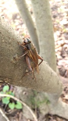 Teleogryllus emma