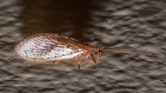 Micromus tasmaniae