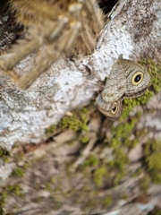 Omothymus violaceopes