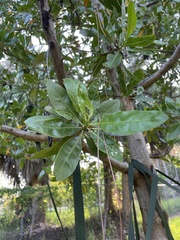 Conocarpus erectus
