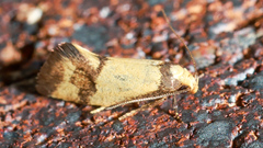 Olbonoma triptycha