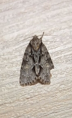 Acronicta strigosa