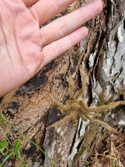 Omothymus violaceopes