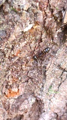 Camponotus quadrinotatus