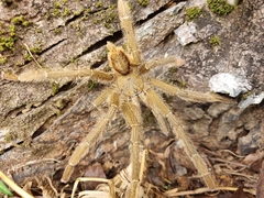 Omothymus violaceopes