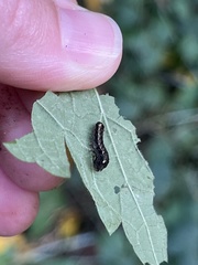 Evergestis rimosalis