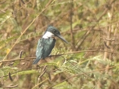 Chloroceryle amazona