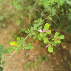 Lespedeza floribunda