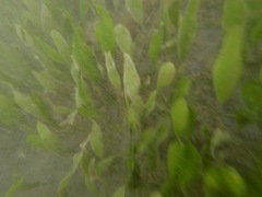 Caulerpa prolifera