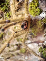 Omothymus violaceopes