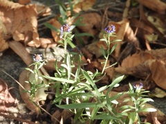 Symphyotrichum oblongifolium