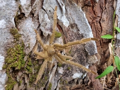 Omothymus violaceopes
