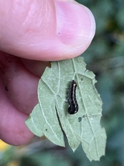 Evergestis rimosalis