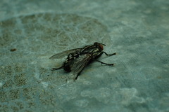 Sarcophaga carnaria