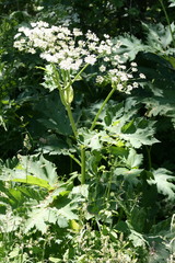 Heracleum maximum