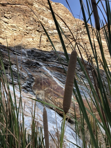 iNaturalist observation photo of Cattails