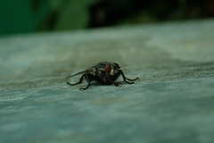 Sarcophaga carnaria